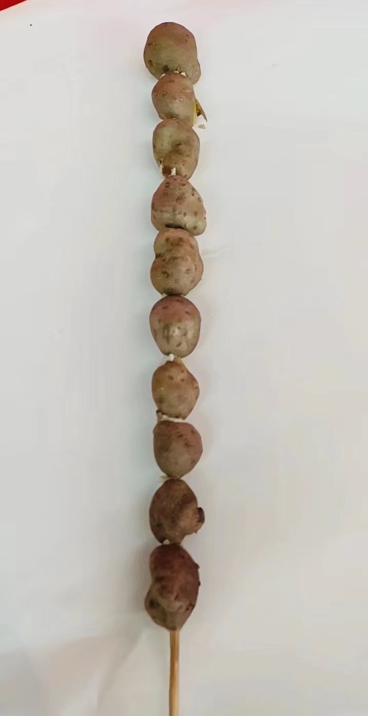 小山藥豆